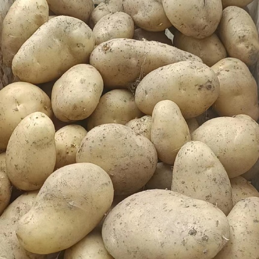 希森6号 云南v7、希森黄心、白心土豆大量上市