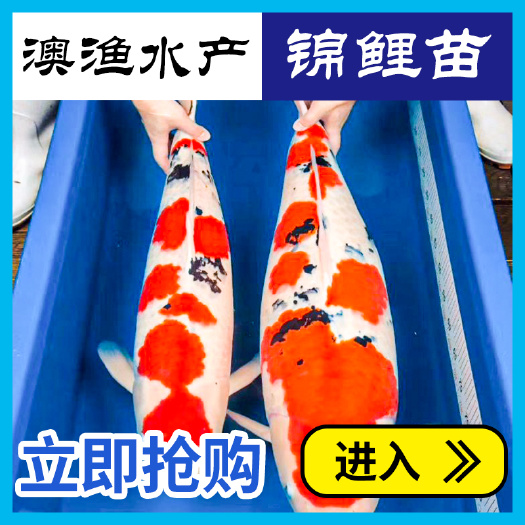 清远今日上新漂亮锦鲤鱼苗