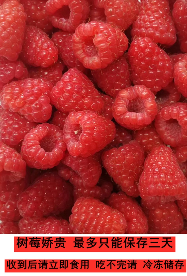 莒南縣樹莓一件代發，基地種植