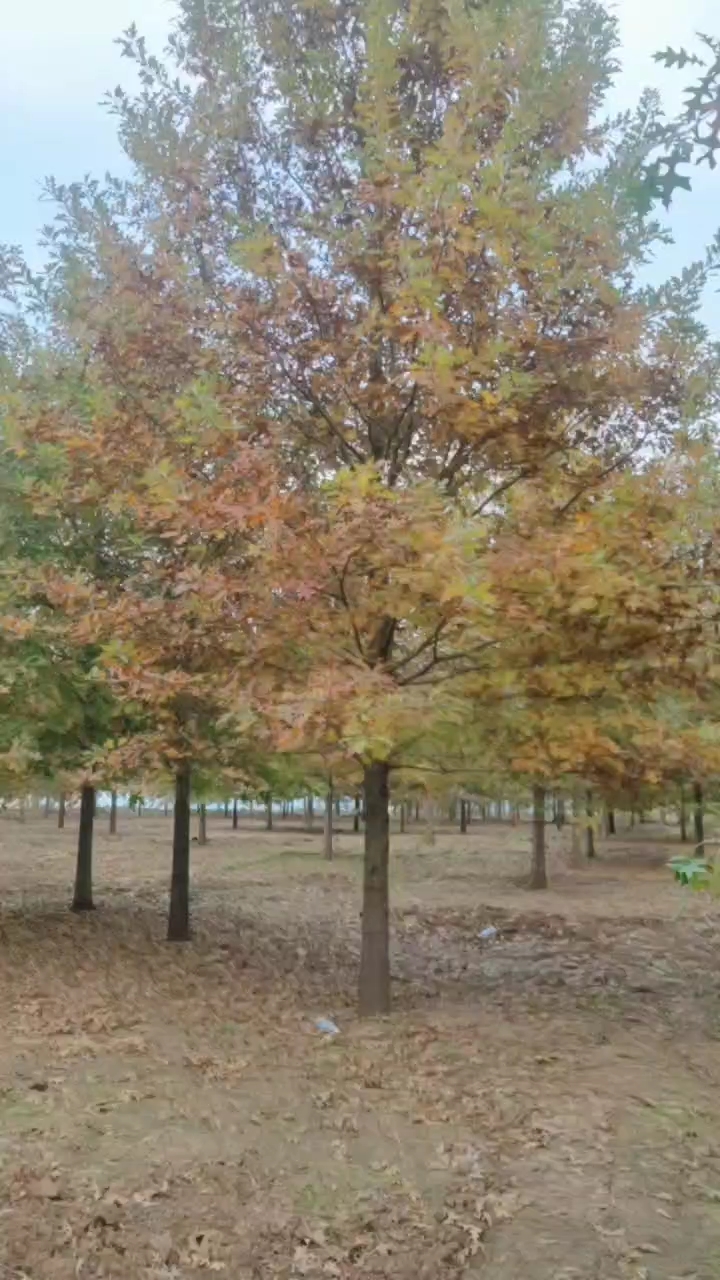 郯城县山东娜塔莉基地自产自销出售8-20公分娜塔莉。