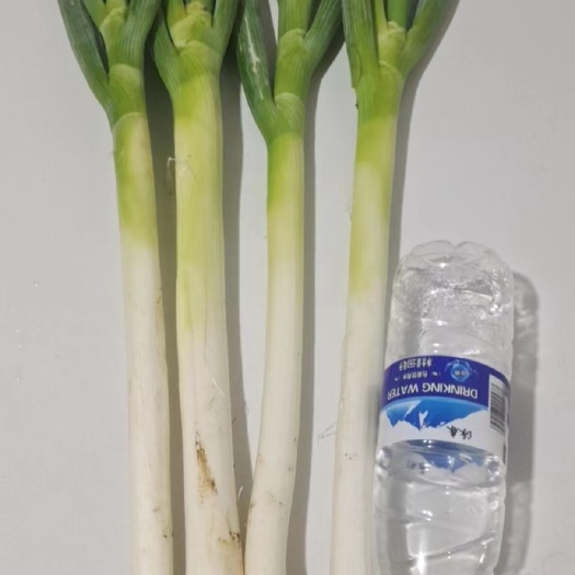 大连大连普兰店区大葱