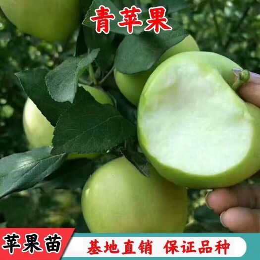 平邑县青苹果苗脆甜好吃南北方种植抗寒好养易活嫁接青苹果树苗包邮