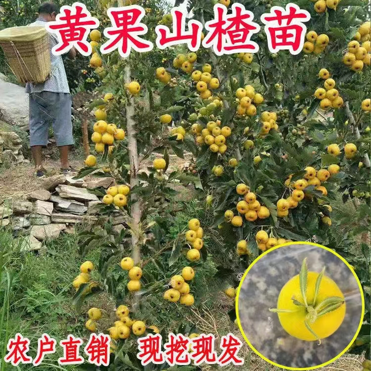 黄山楂苗黄金豆甜山楂树苗嫁接黄香蕉山楂苗山楂树包邮批发价