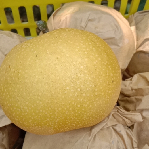 威县秋月梨