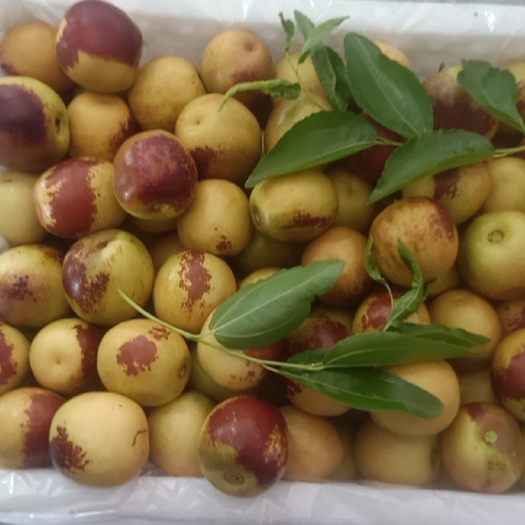 大荔县自家园种植冬枣