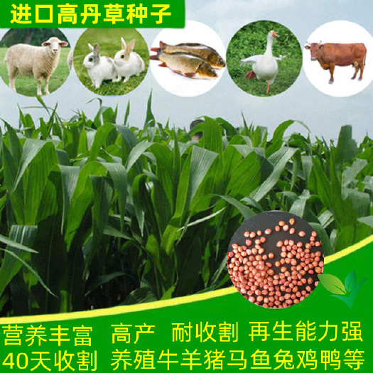 高丹草种子 养殖猪牛羊鱼虾蟹畜禽水产杂交苏丹草牧草籽
