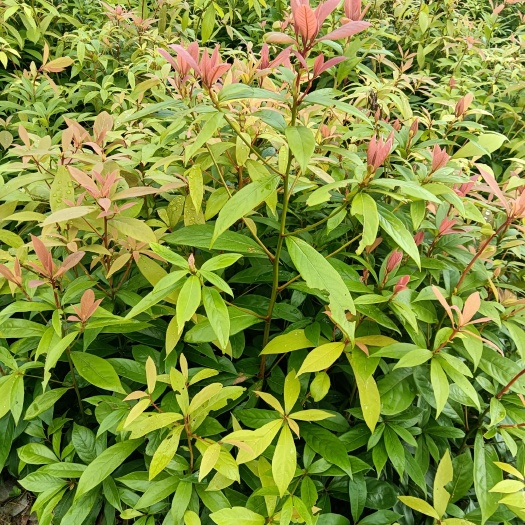 通道县小叶贞楠（金丝楠）