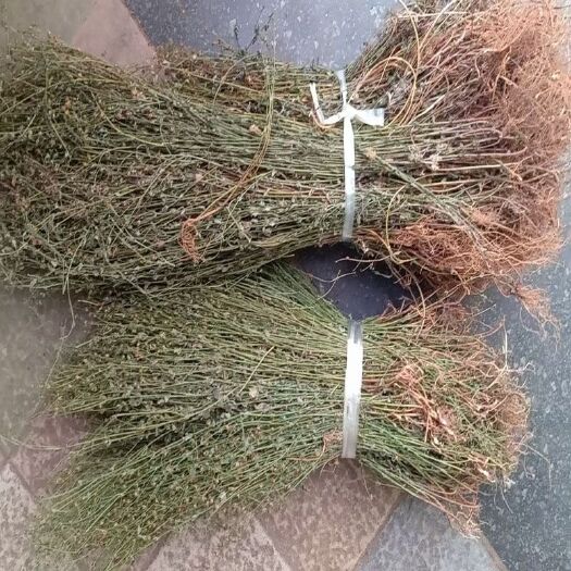 龙南市田基黄中药材新货干田基黄地耳草全草光明草黄花草雀舌草