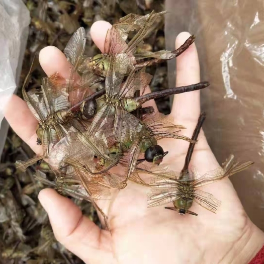 灌云县绿头蜻蜓
