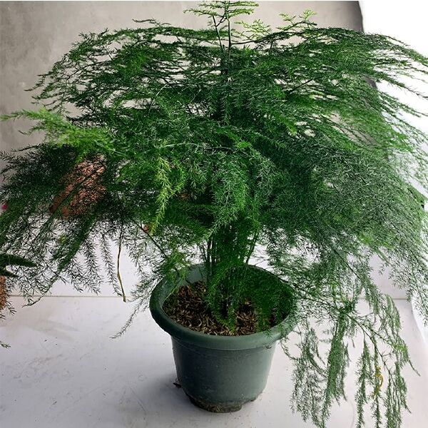 文竹盆栽绿植室内土水培植物云竹盆景带盆花卉客厅四季常青文竹苗