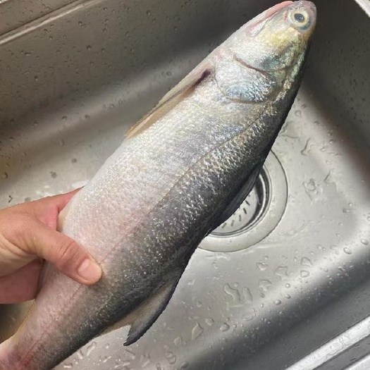 湛江天然马友鱼