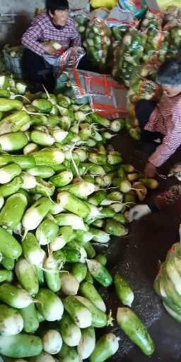 七寸红