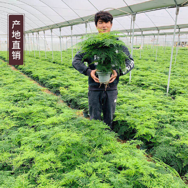 文竹盆栽绿植室内土水培植物云竹盆景带盆花卉客厅四季常青文竹苗