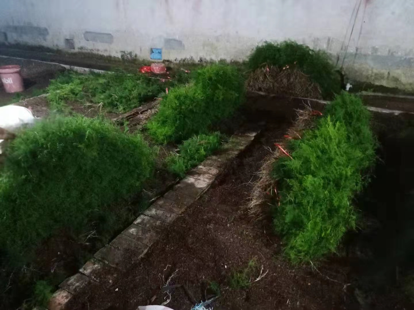 文竹盆栽绿植室内土水培植物云竹盆景带盆花卉客厅四季常青文竹苗