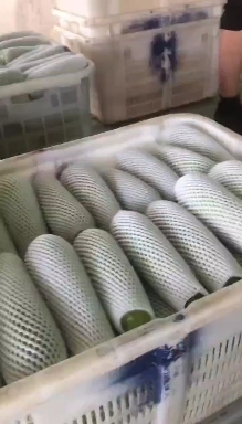 定西绿皮西葫芦