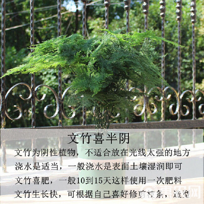 文竹盆栽绿植室内土水培植物云竹盆景带盆花卉客厅四季常青文竹苗