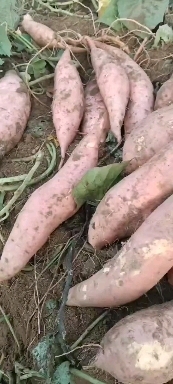 高阳县龙薯