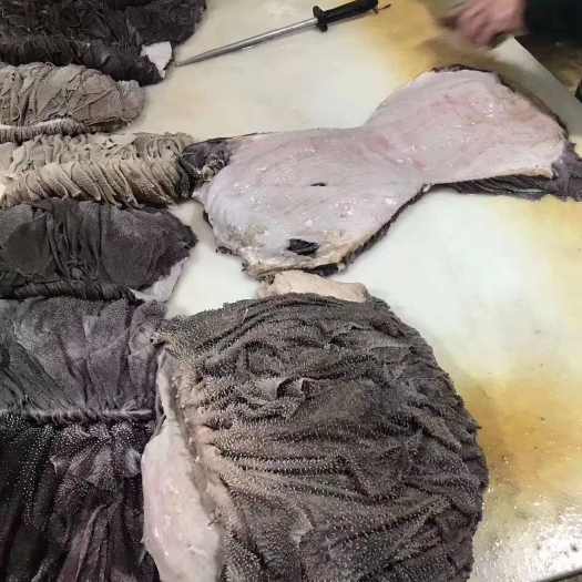 无棣县清真纯干冰鲜牛百叶  也可以加工圆刀
