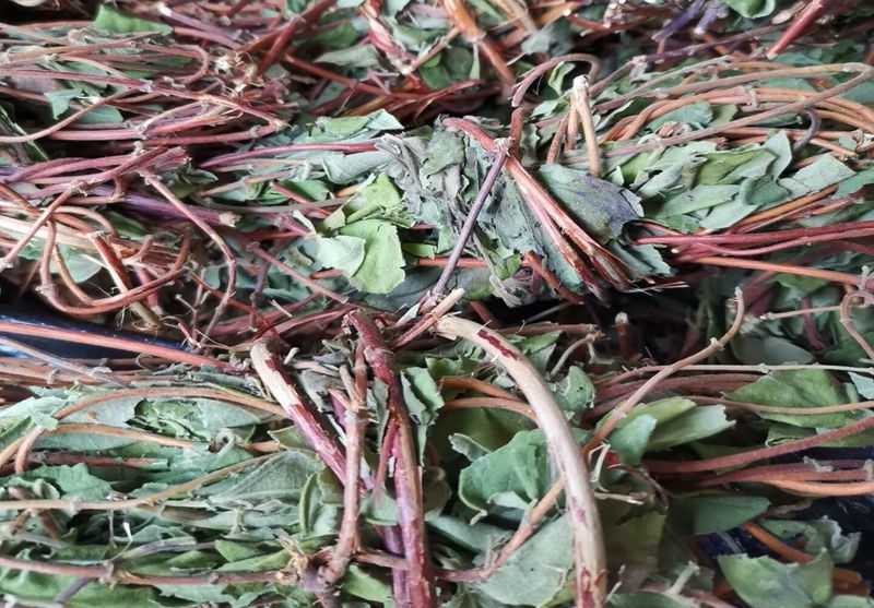 金银花藤宝宝洗澡泡澡祛痱子金银花中药材干品