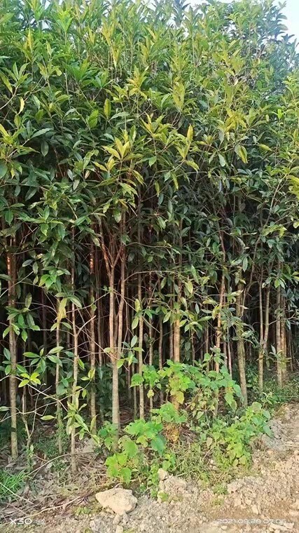 怀集县桂花