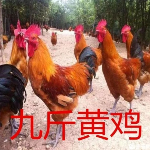 沭阳县九斤红鸡种蛋受精蛋红三黄鸡种蛋大骨鸡安卡380肉鸡土鸡蛋可孵