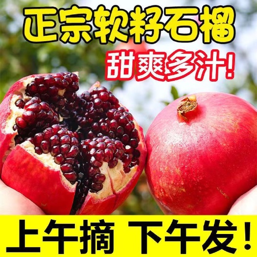 会理市突尼斯软籽石榴四川会理石榴精品果一件代发电商供应链大量供应
