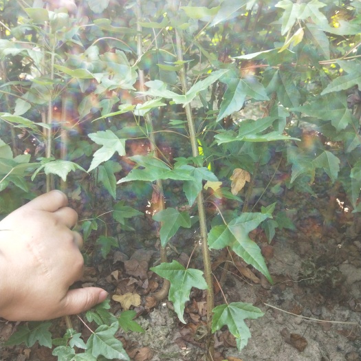 九江三角枫树，三角枫小苗，三角枫苗，三角枫价格，江西基地批发
