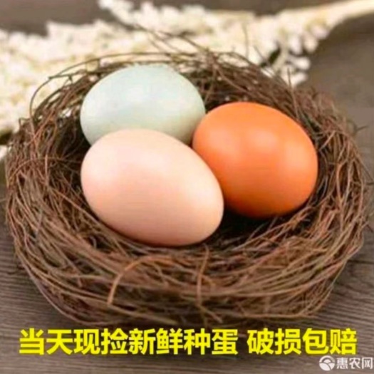 沭阳县k9快大型肉鸡 882