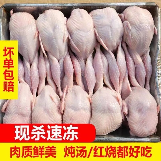连云港白条大鹌鹑  现杀冷冻鹌鹑放血去内脏活杀新鲜鹌鹑肉烧烤