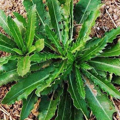 甘洛县大量种植大蓟，需要的老板请联系我，