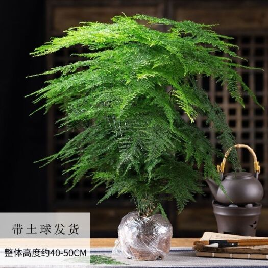 文竹盆栽绿植室内土水培植物云竹盆景带盆花卉客厅四季常青文竹苗