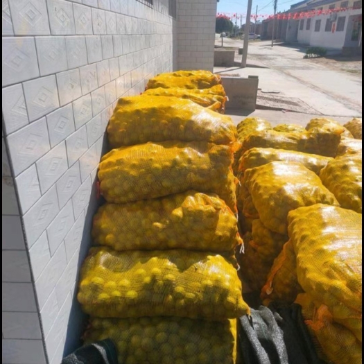 合阳县青皮核桃      青皮核桃