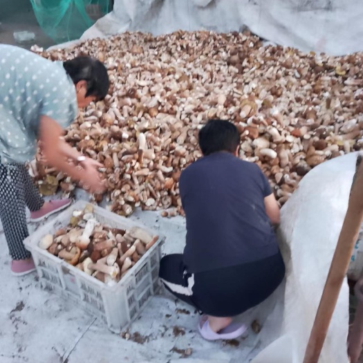 抚远市黑龙江佳木斯地区野生大腿蘑菇