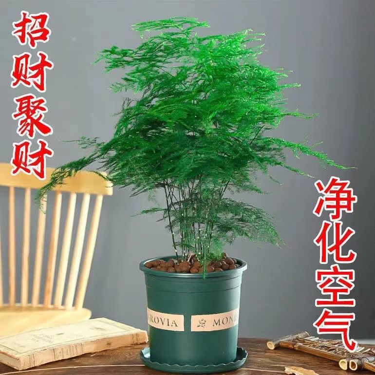 文竹盆栽绿植室内土水培植物云竹盆景带盆花卉客厅四季常青文竹苗
