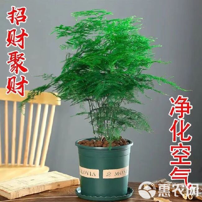 文竹盆栽绿植室内土水培植物云竹盆景带盆花卉客厅四季常青文竹苗