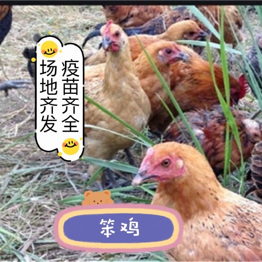 莘县活体半斤小鸡农家散养脱温鸡柴鸡土鸡活鸡