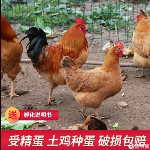 沭阳县纯土鸡种蛋受精蛋可孵化小鸡纯种新鲜土鸡蛋受精卵