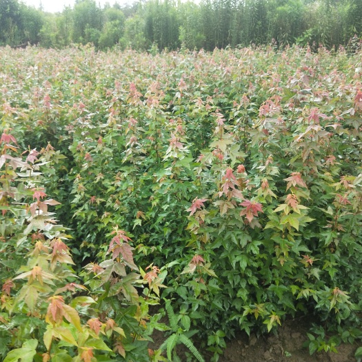 九江彩叶三角枫，三角枫价格，江西基地直销