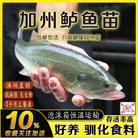 广州鲈鱼苗