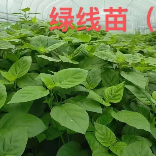 绿线叶    被称之为野菜中的“贵族”  口感爽滑  。