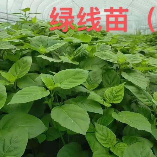 清远绿线叶    被称之为野菜中的“贵族”  口感爽滑  。