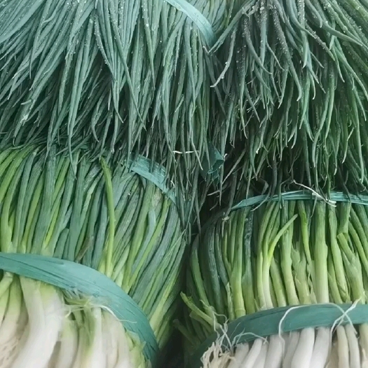 泸西县AAA精品小香葱，40—45公分
