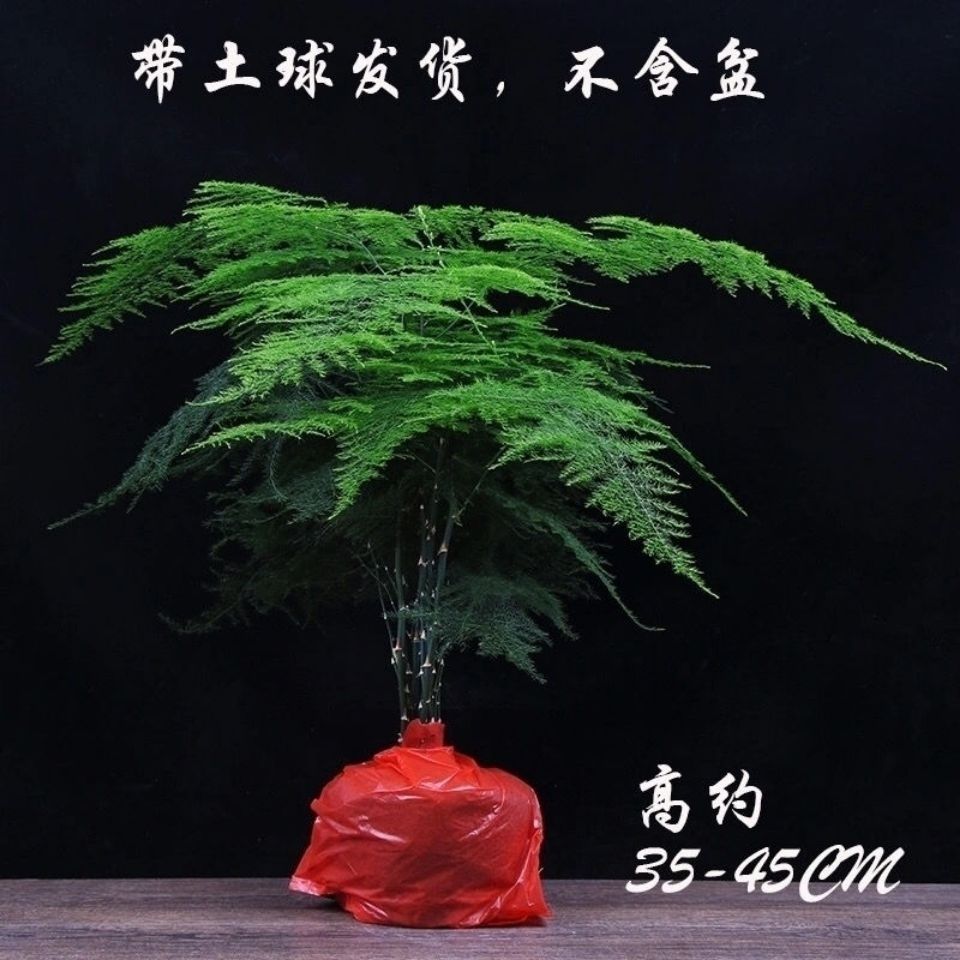 文竹盆栽绿植室内土水培植物云竹盆景带盆花卉客厅四季常青文竹苗