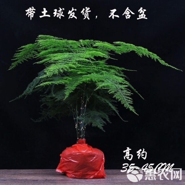 文竹盆栽绿植室内土水培植物云竹盆景带盆花卉客厅四季常青文竹苗