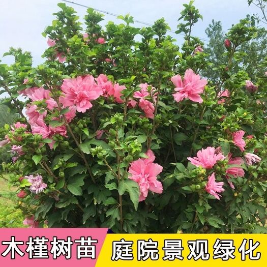 平邑县庭院盆栽地栽可食用重瓣小木槿花树苗绿化篱笆苗木槿花苗当年开花