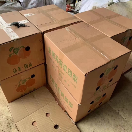 临沂北屠苏甜梨