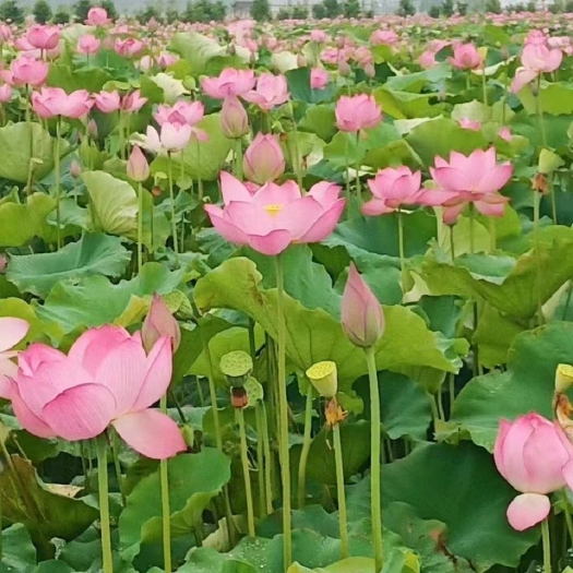 广昌县莲子