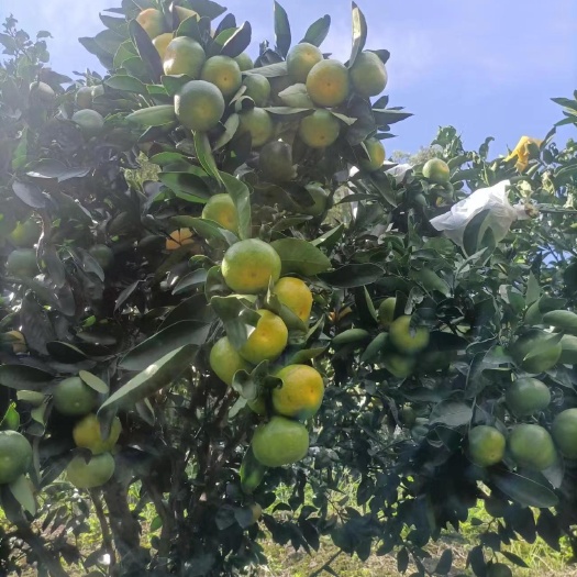 早熟温州蜜桔