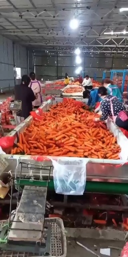 雄县七寸红