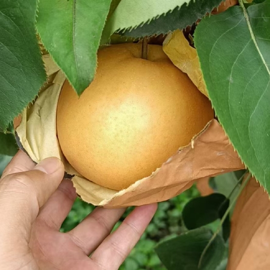 临沂北屠苏甜梨